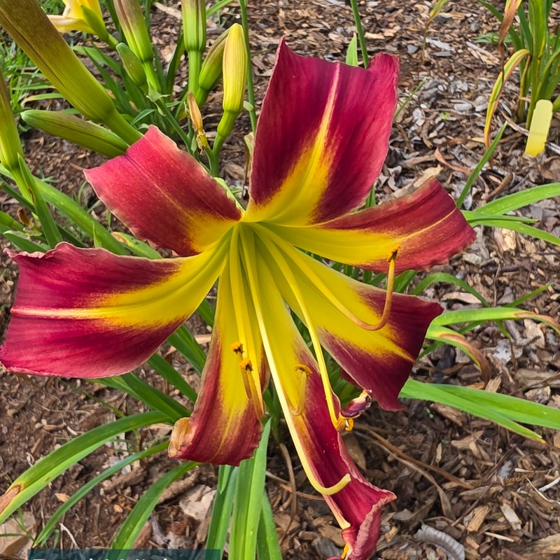 Red Widow from PlantFancyGardens