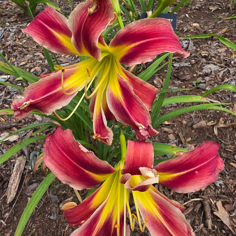 Red Widow from PlantFancyGardens