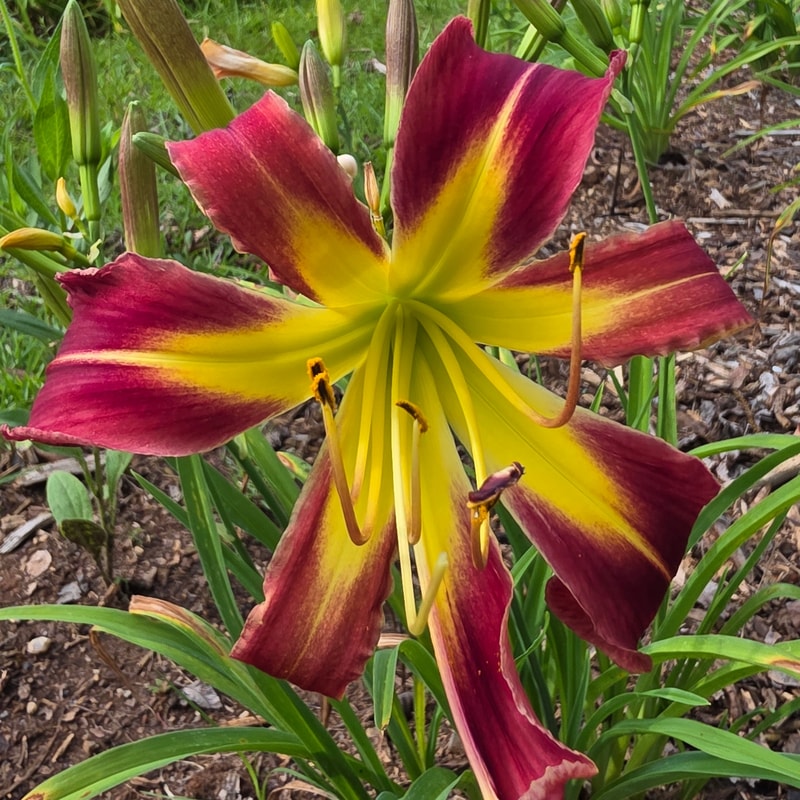 Red Widow from PlantFancyGardens