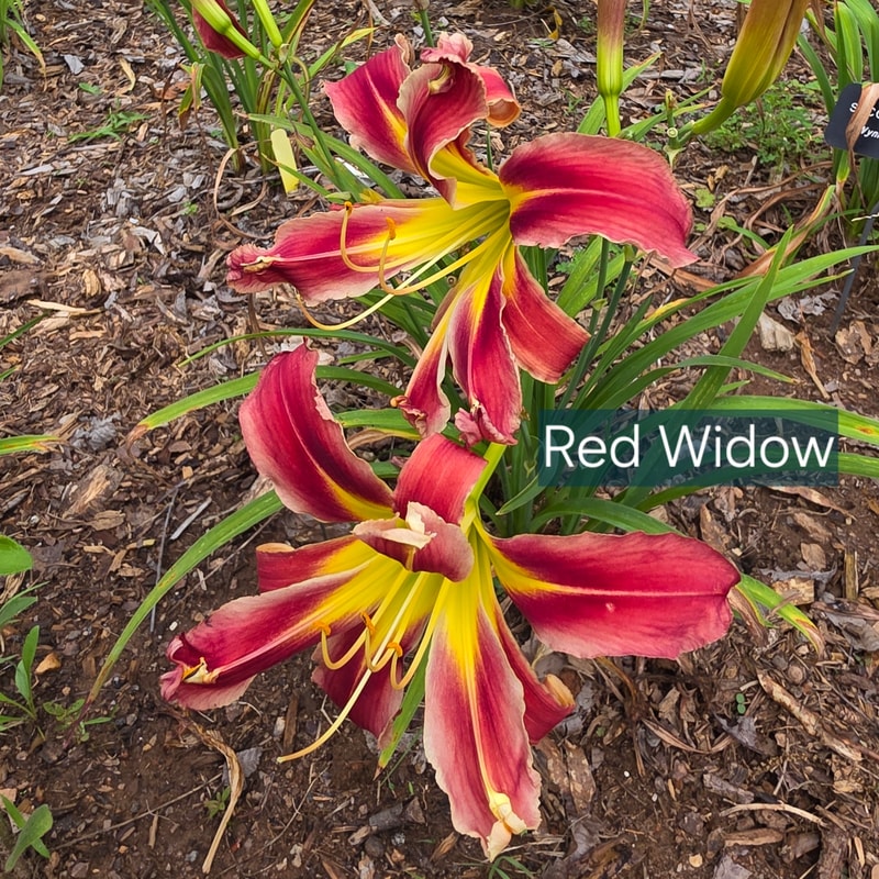 Red Widow from PlantFancyGardens