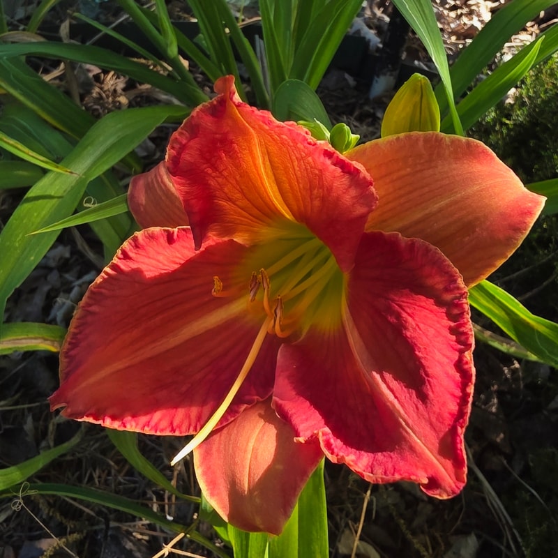 Red Wing from PlantFancyGardens