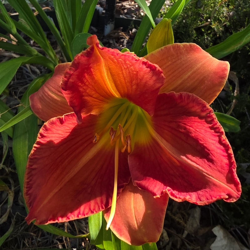 Red Wing from PlantFancyGardens