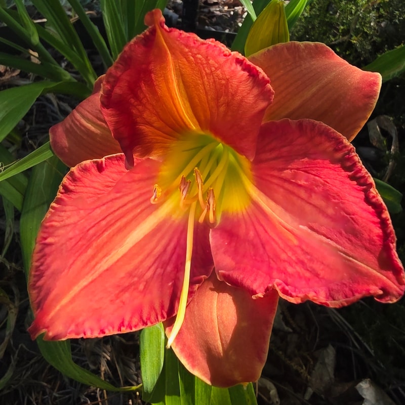 Red Wing from PlantFancyGardens