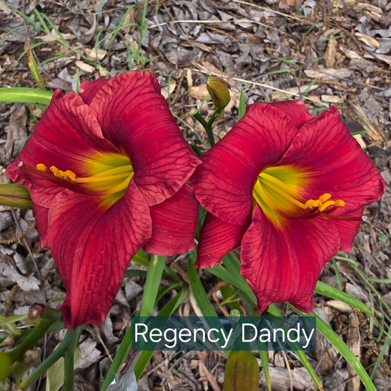 Regency Dandy from PlantFancyGardens