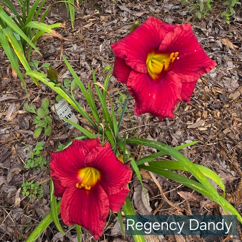 Regency Dandy from PlantFancyGardens