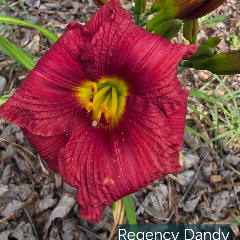 Regency Dandy from PlantFancyGardens