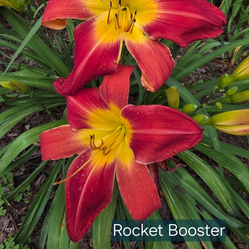 Rocket Booster from PlantFancyGardens