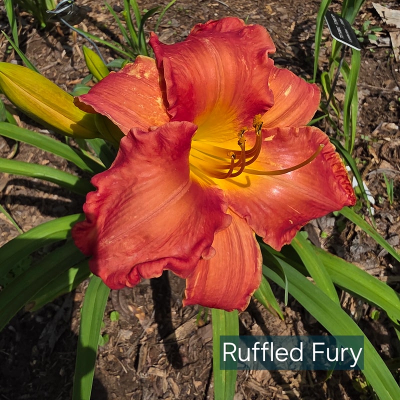 Ruffled Fury from PlantFancyGardens