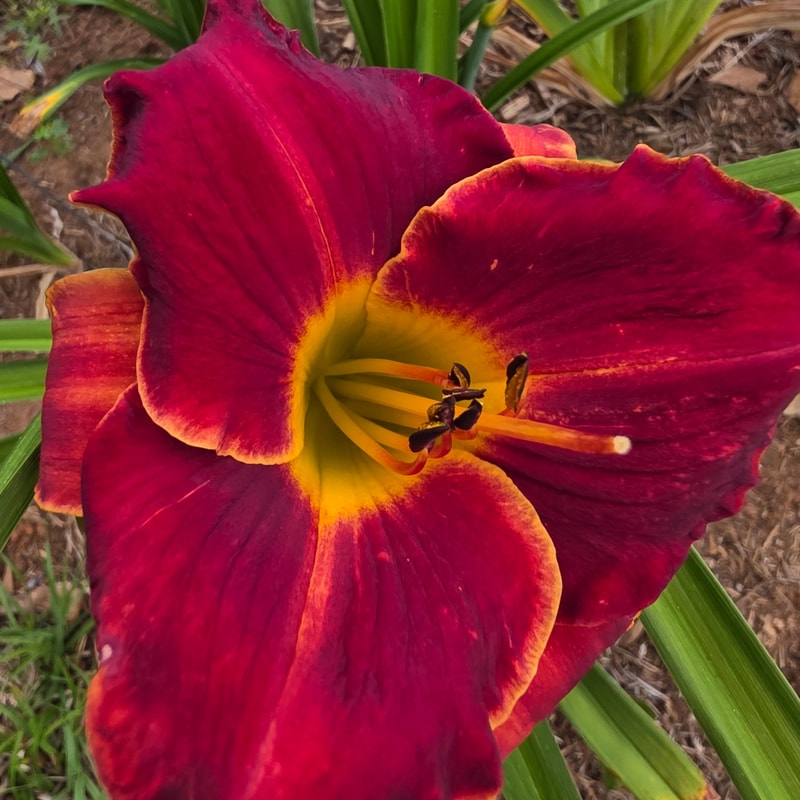 Seminole Ruby from PlantFancyGardens