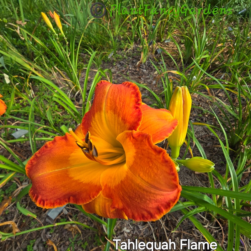 Tahlequah Flame from PlantFancyGardens