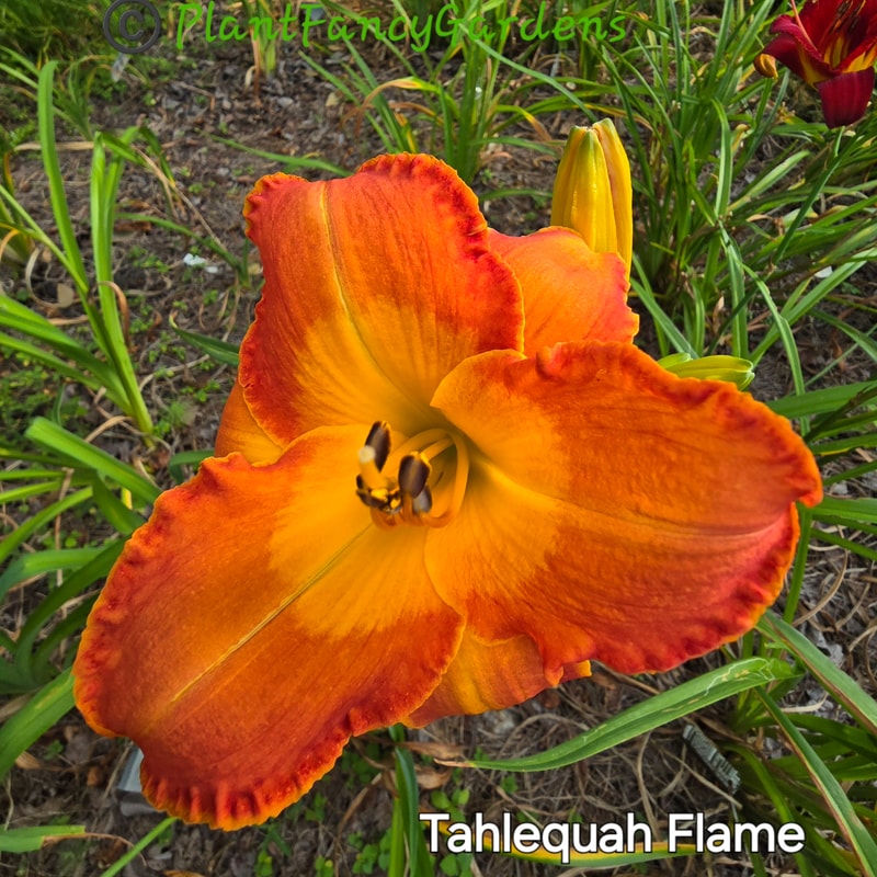Tahlequah Flame daylily bloom