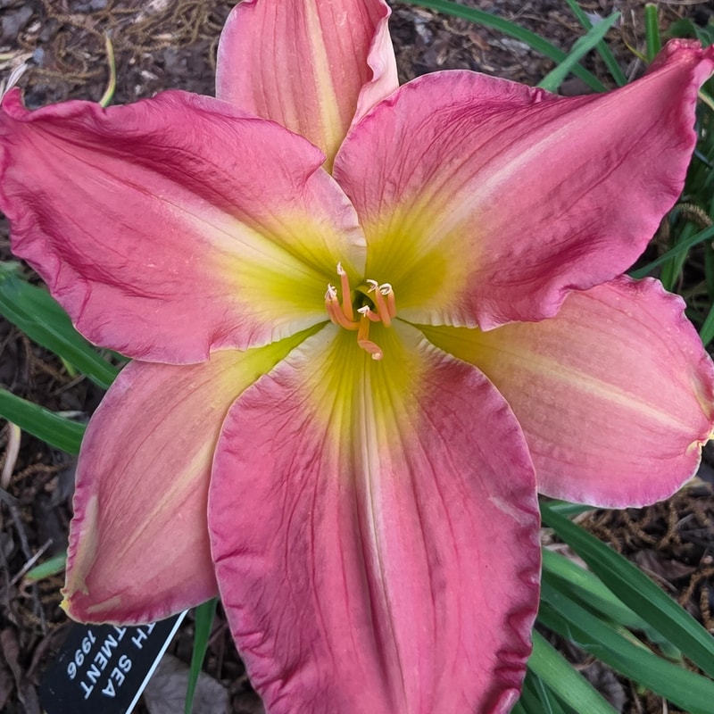 South Sea Enchantment from PlantFancyGardens