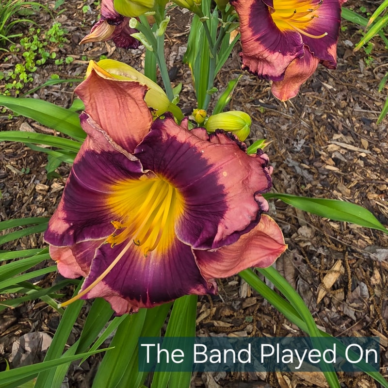 The Band Played On