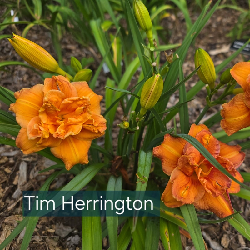Tim Herrington from PlantFancyGardens