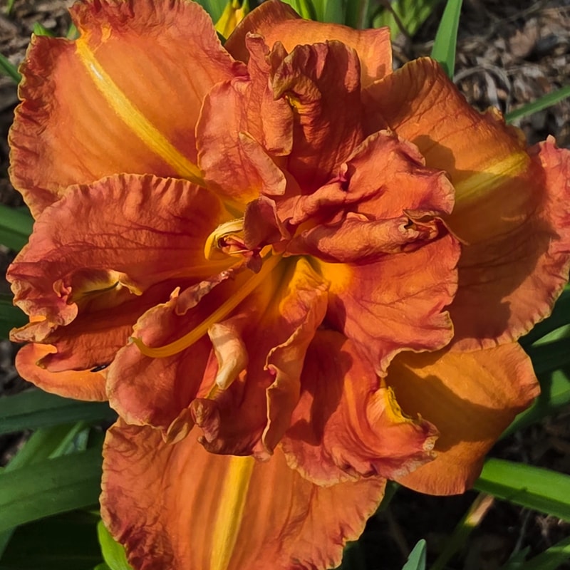Tim Herrington from PlantFancyGardens