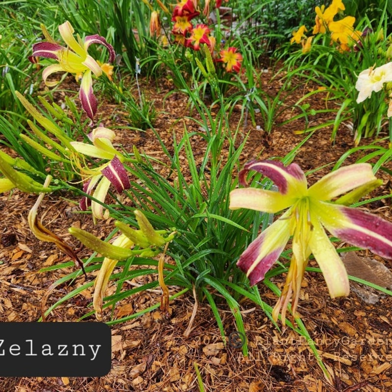 Zelazny daylily bloom