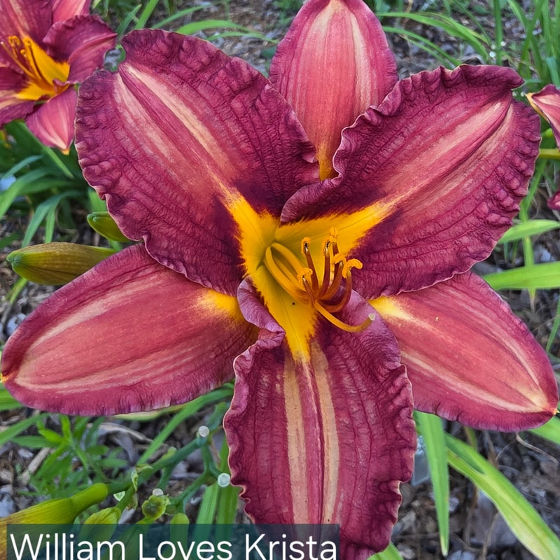 William Loves Krista