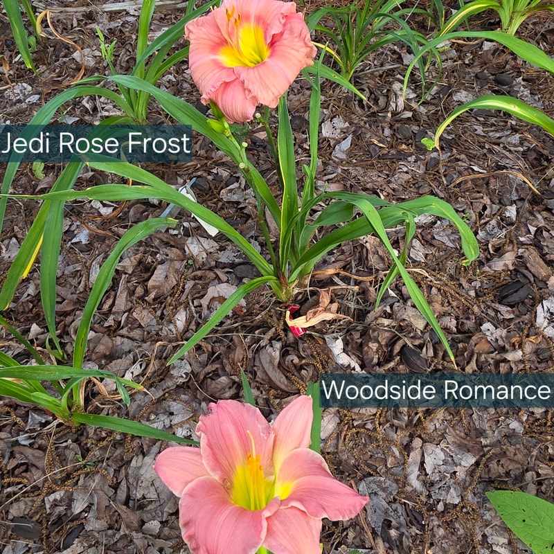Woodside Romance from PlantFancyGardens