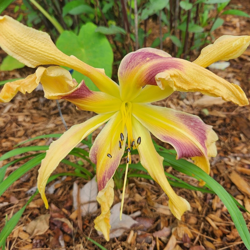 Apple Swirl daylily bloom