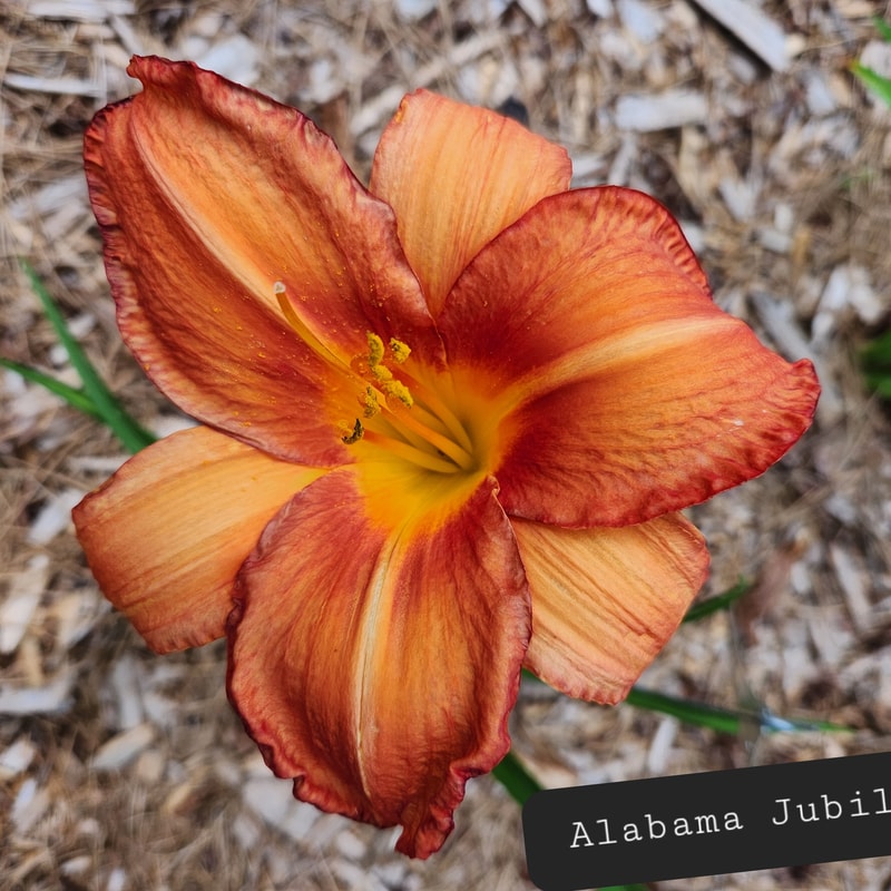 Alabama Jubilee daylily bloom