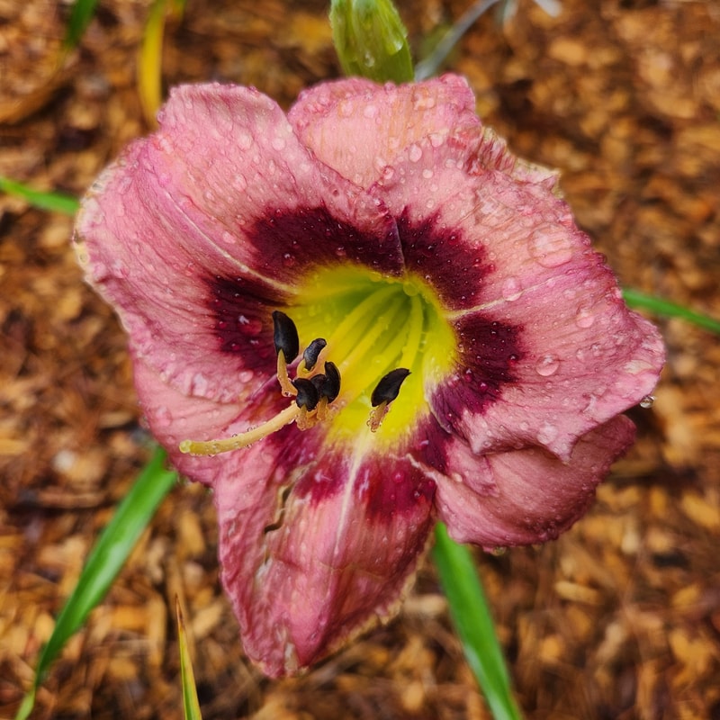 Always Afternoon daylily bloom