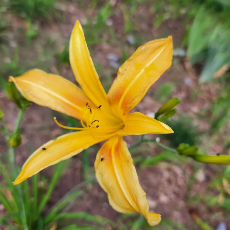 Autumn Minaret from PlantFancyGardens