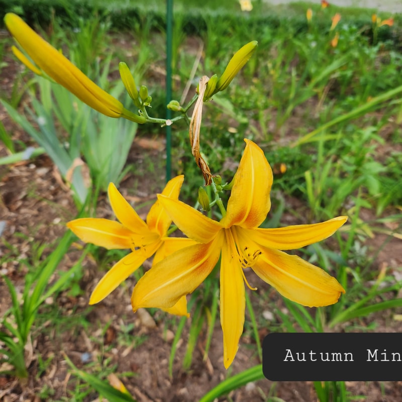 Autumn Minaret from PlantFancyGardens