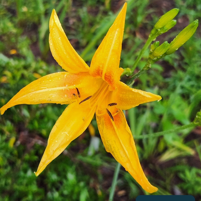 Autumn Minaret from PlantFancyGardens