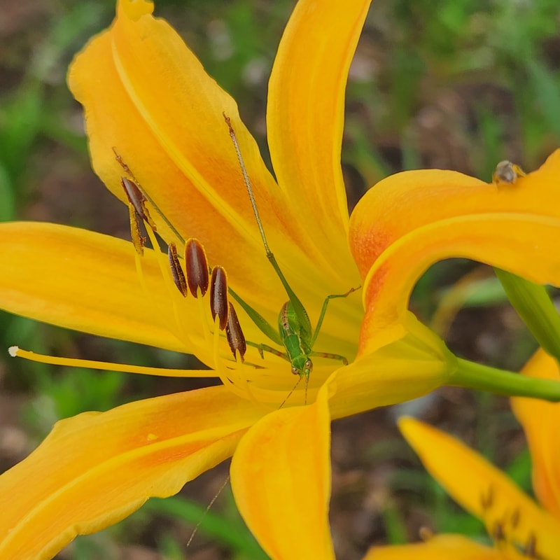 Autumn Minaret daylily bloom