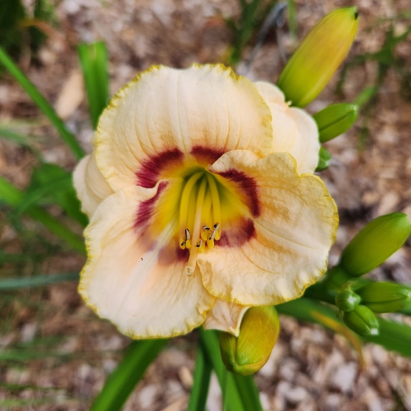 Baby Moon Cafe daylily bloom
