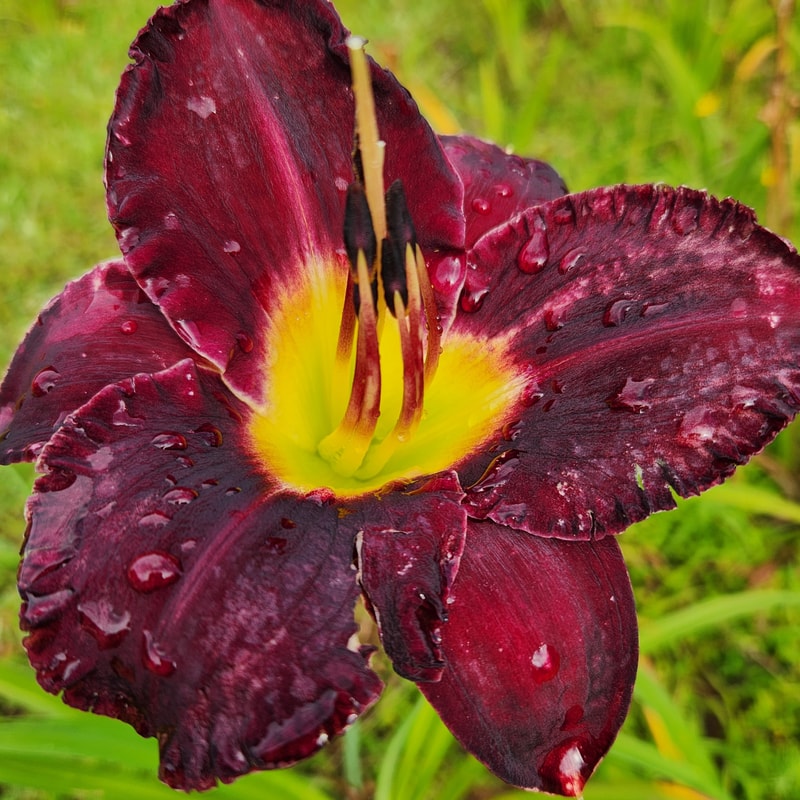 Bela Lugosi daylily bloom