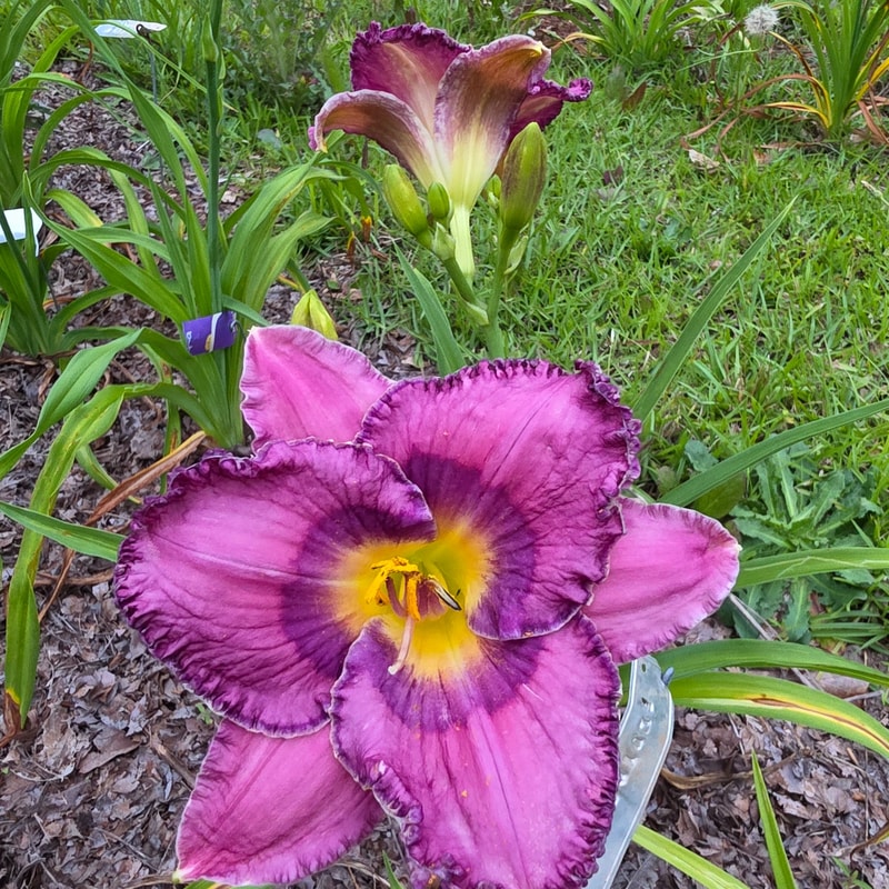 Bluing from PlantFancyGardens