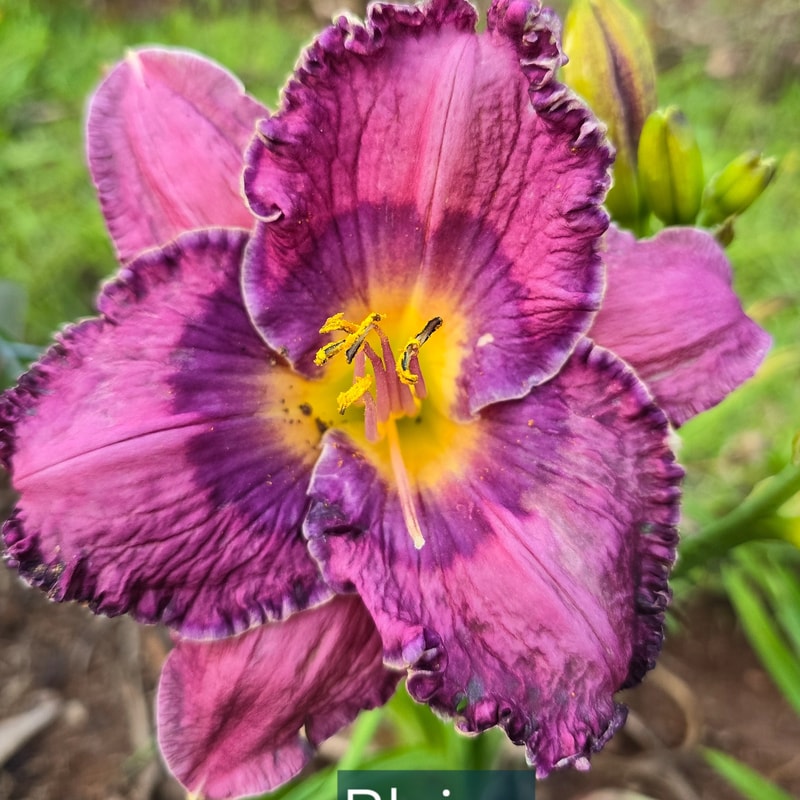 Bluing from PlantFancyGardens