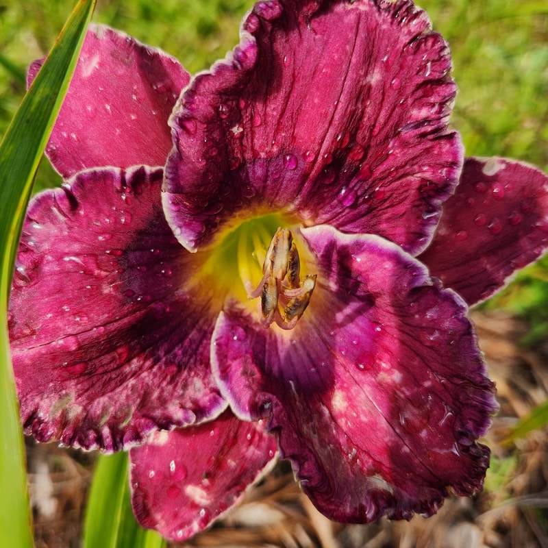 Bluing daylily bloom