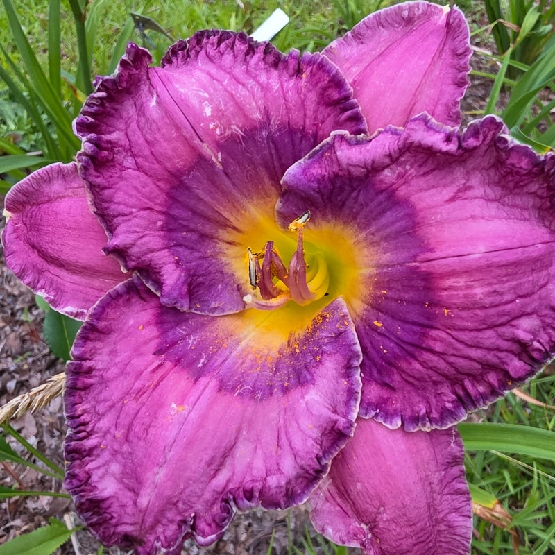 Bluing from PlantFancyGardens