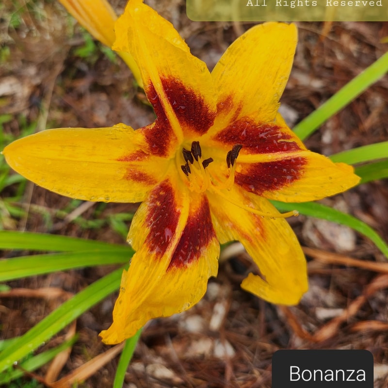 Bonanza daylily bloom