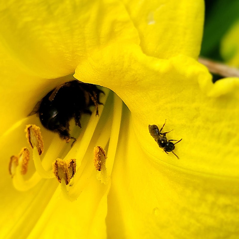Happy Returns from PlantFancyGardens