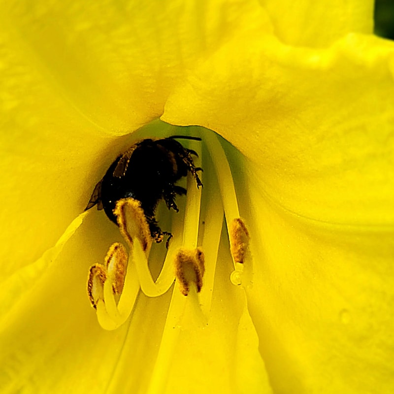 Happy Returns from PlantFancyGardens