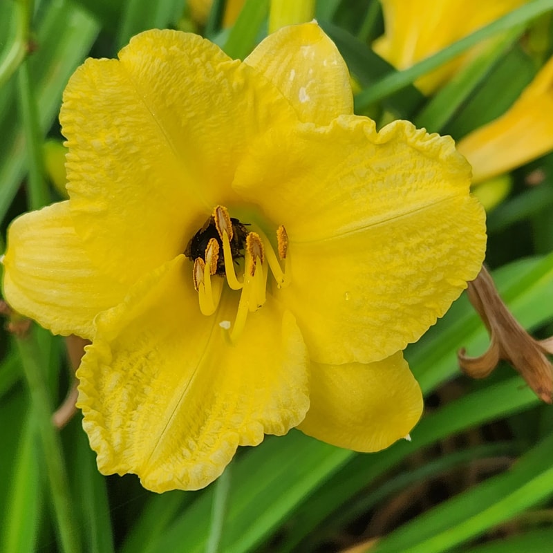 Happy Returns daylily bloom