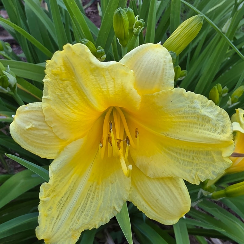 Happy Returns from PlantFancyGardens