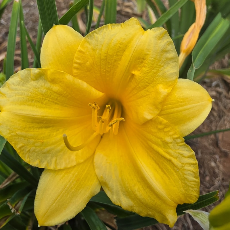 Stella de Oro from PlantFancyGardens