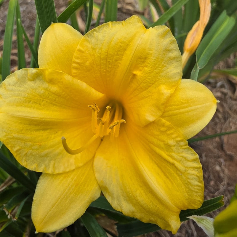 Stella de Oro from PlantFancyGardens