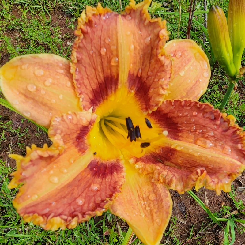 Brown Hornet daylily bloom