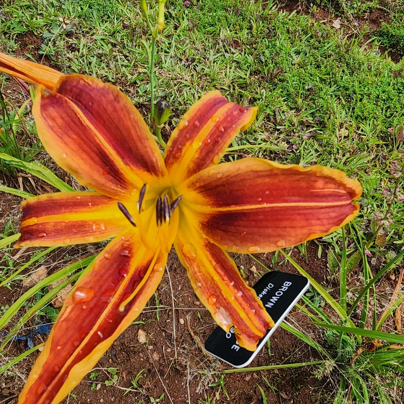 Brown Recluse daylily bloom