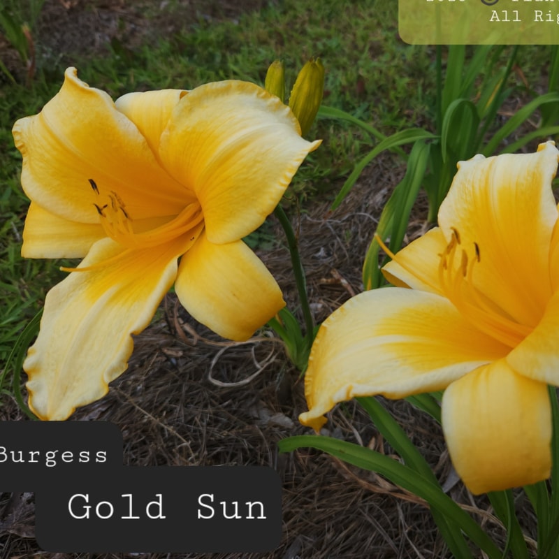 Burgess Gold Sun from PlantFancyGardens