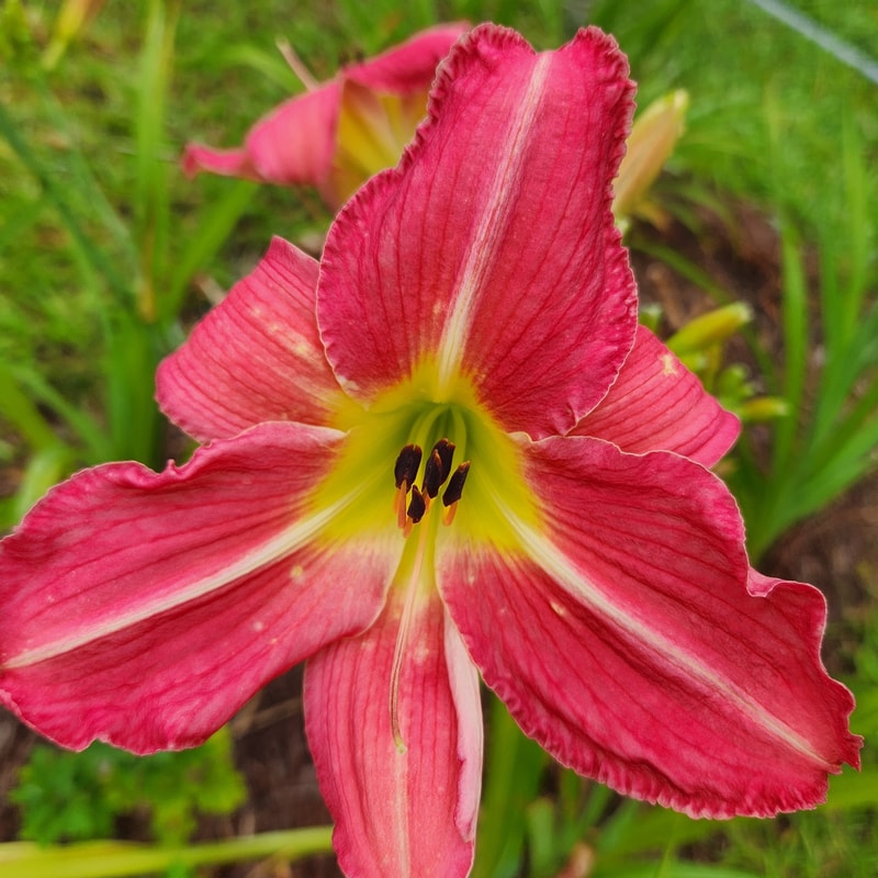 By the Riverside daylily bloom