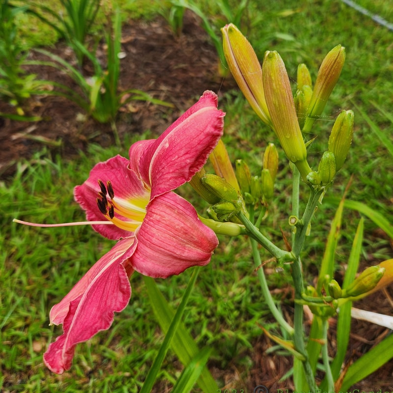 By the Riverside from PlantFancyGardens