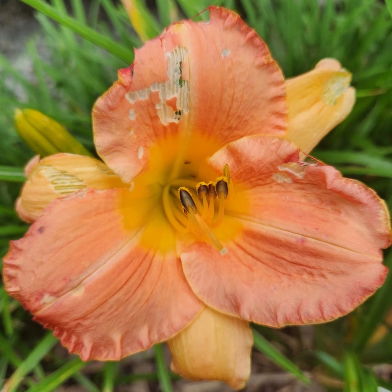 Country Uncle daylily bloom