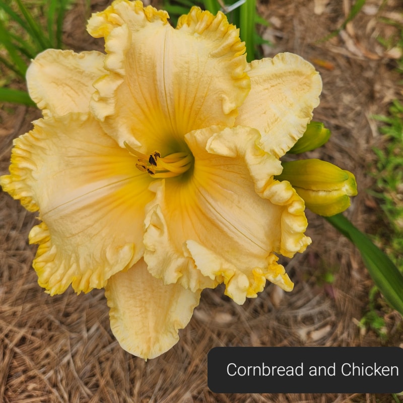 Cornbread and Chicken daylily bloom