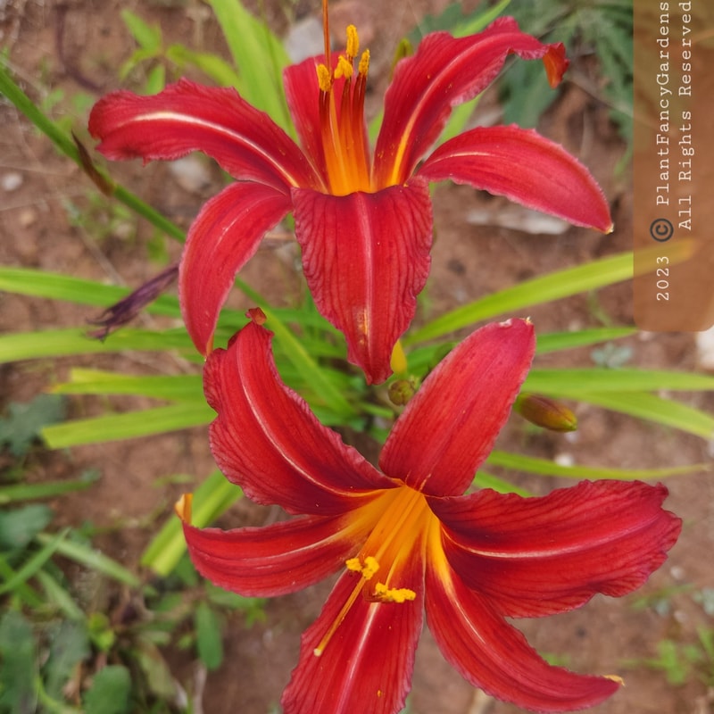 Crimson Pirate daylily bloom